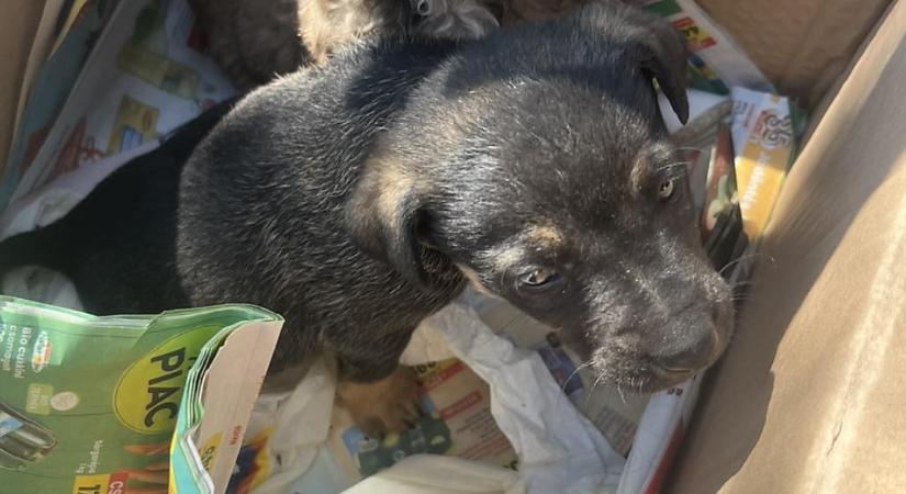 Szatyorban dobták ki a kiskutyákat Debrecenben