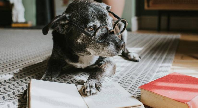 Melyik regényben szerepel Vahur? 8 kérdéses kvíz az irodalom leghíresebb kutyáiról