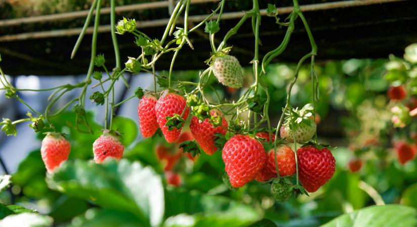 Dupla hozam fele akkora területen? Itt a német szamócatermesztők új receptje