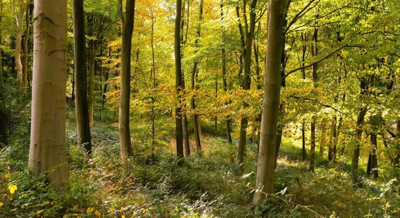 Különös állatokat fogtak be az ócsai vadonban, a Szegedi Vadasparkba vitték őket