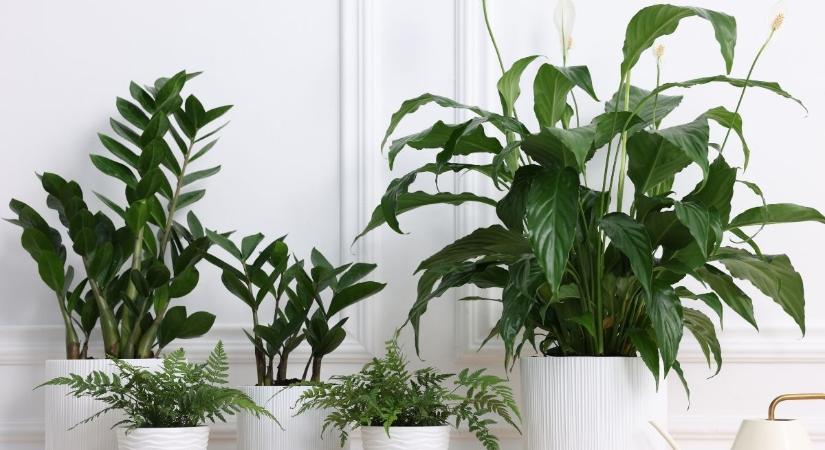 Se tojáshéj, se kávé: miből áll a zöld arany, amitől új életre kelnek a növények?