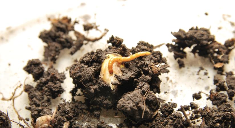 A vetés után már késő: most kell (le)számolni a drótféreggel