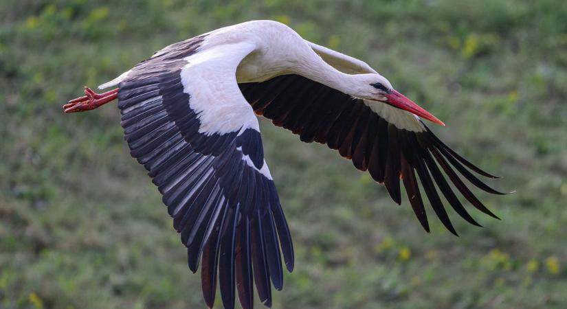 Szívszorító tragédia Kiskunhalason: áramütés végzett a fészekrakó gólyával