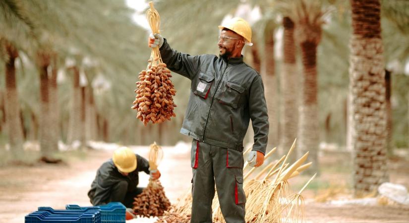 High-tech a sivatagban: Mit kellene megtanulnunk Szaúd-Arábiától?