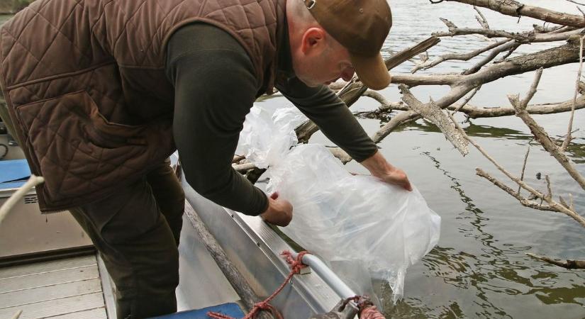 Pergetésre fel: több tízezer csuka került kihelyezésre a Csongrád-Csanád vármegyei vizekben