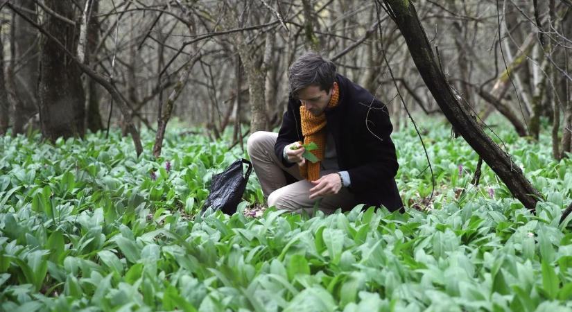 Megmondjuk, meddig szedheted még a medvehagymát!