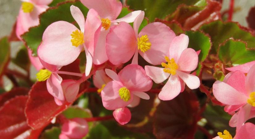 Begónia gondozása: így lesz dús és hosszan virágzó a növény