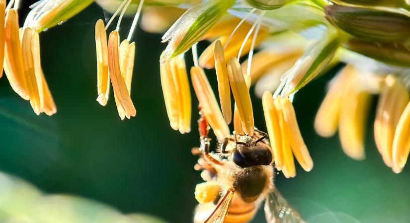 Beporzók hónapja: hogyan segíthetjük a méheket és rovarokat?