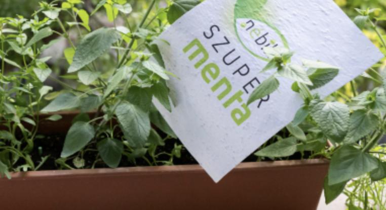 Magpapír teszt, a lézernyomtatás drasztikusan rontja a csírázást