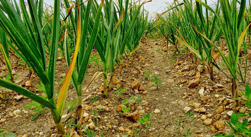 Ezért sárgul a fokhagyma levele - és mit tehetsz ellene