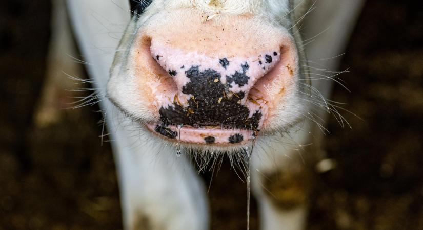 Új pályára kényszerül a tejtermelés