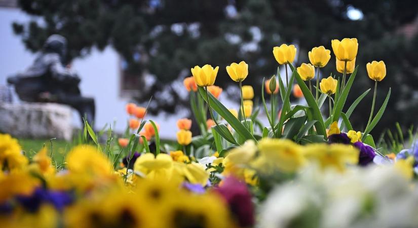 Önnek is a kertje a büszkesége – így szállhat versenybe, hogy elnyerje a legszebb konyhakert címet