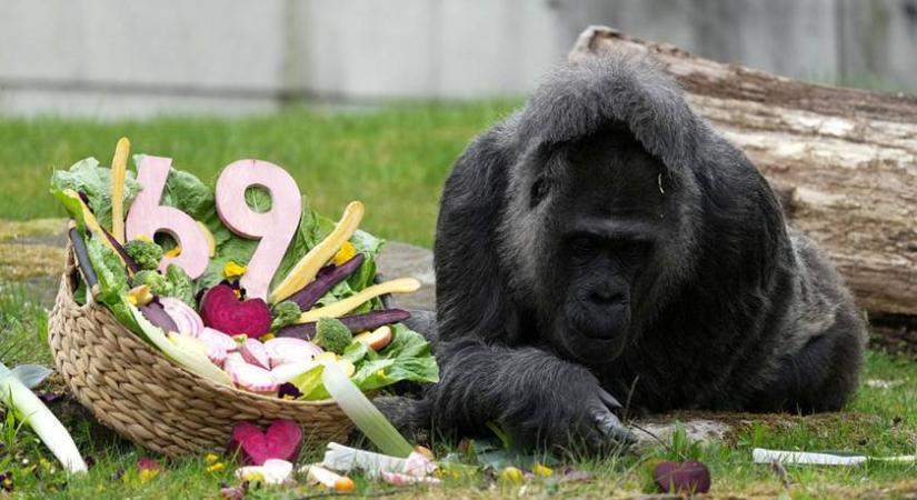 Hihetetlen, hány éves a világ legidősebb gorillája: sok ember is megirigyelné a hosszú életét