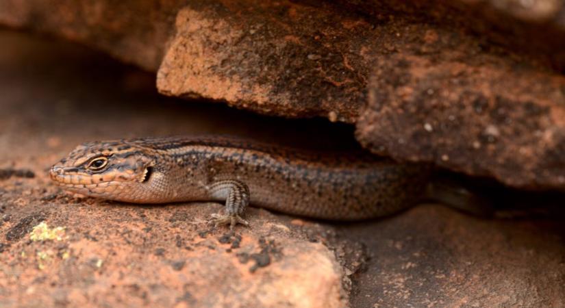 Alig húsz kungaka maradt Mutawintjiben