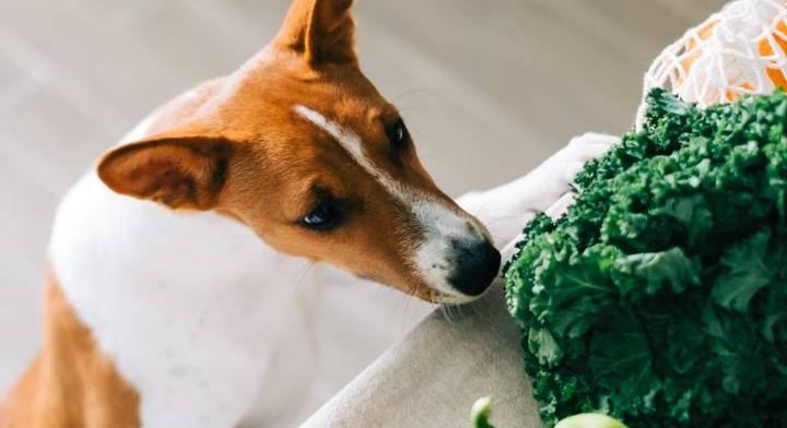 Mit ehet a kutyám? Gyümölcs- és zöldségútmutató