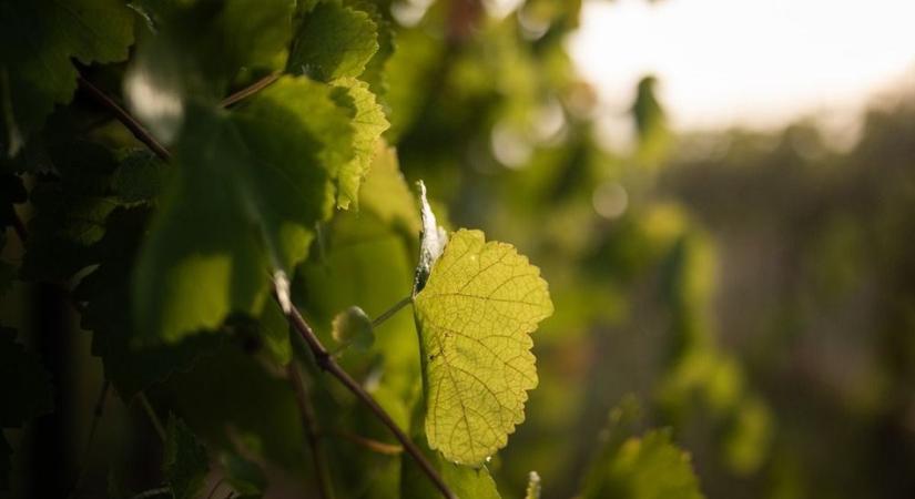 Akasztódombi mesék - Az emlékek éltetik még a hagyományt