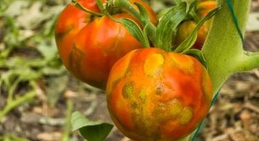 Régi vírus, új csapda a hajtatásban