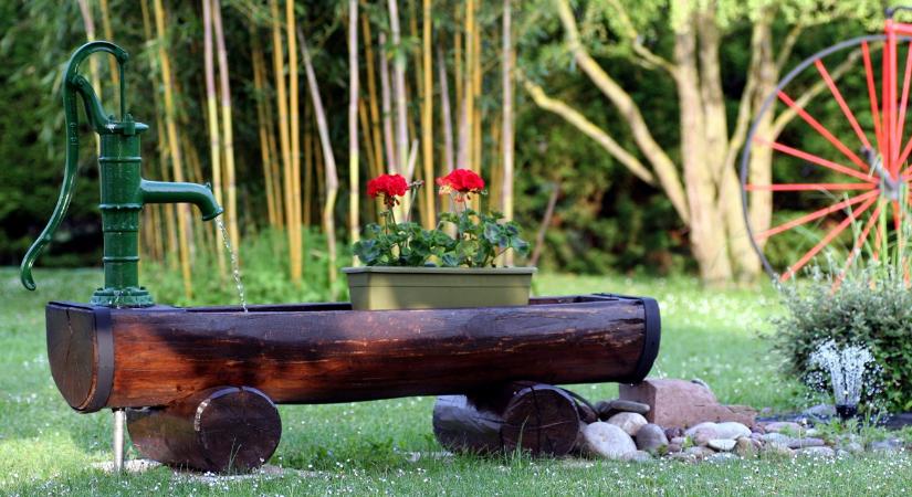 Ezért pusztul a muskátli - és hogyan mentheted meg