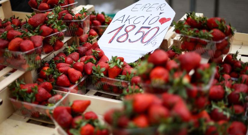 Feléledt a szekszárdi piac, sláger volt a paprikapalánta és a hazai eper (galéria)
