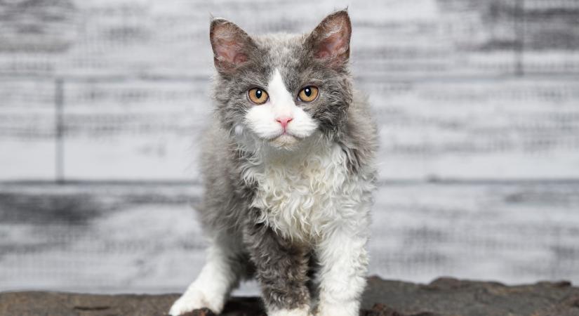 10 különleges félhosszú szőrű macska: némelyik nem mindennapi látvány