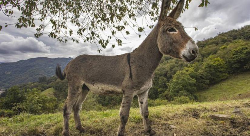 Ezek a tűzoltó szamarak életeket mentenek Spanyolországban – Elképesztő, mit tesznek a természetért