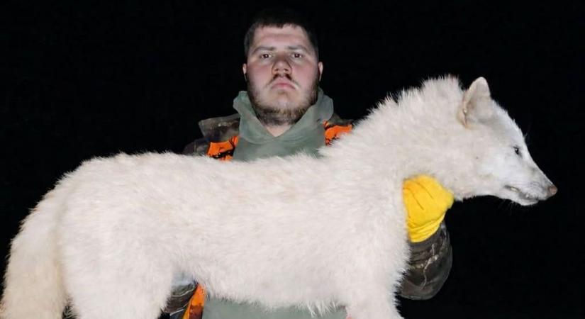 Hihetetlen trófea: kilőtték a titokzatos fehér aranysakált