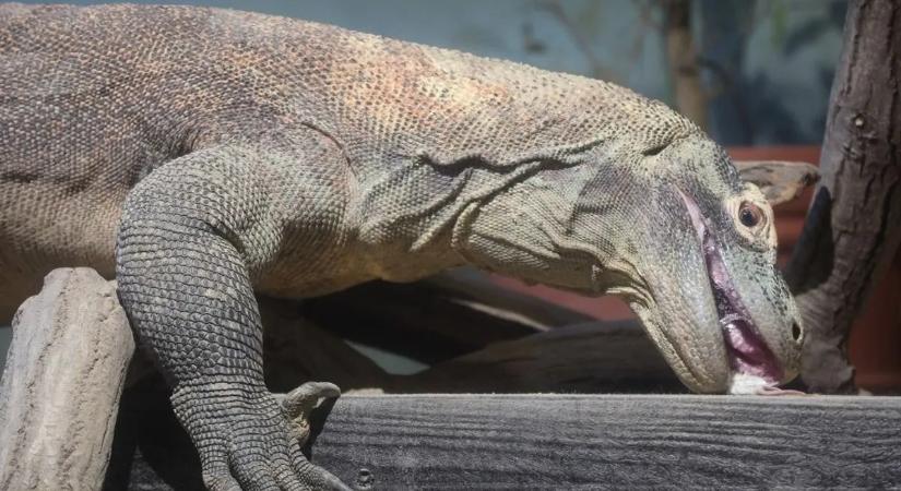 Sárkánycsempészeket vettek őrizetbe vettek Indonéziában