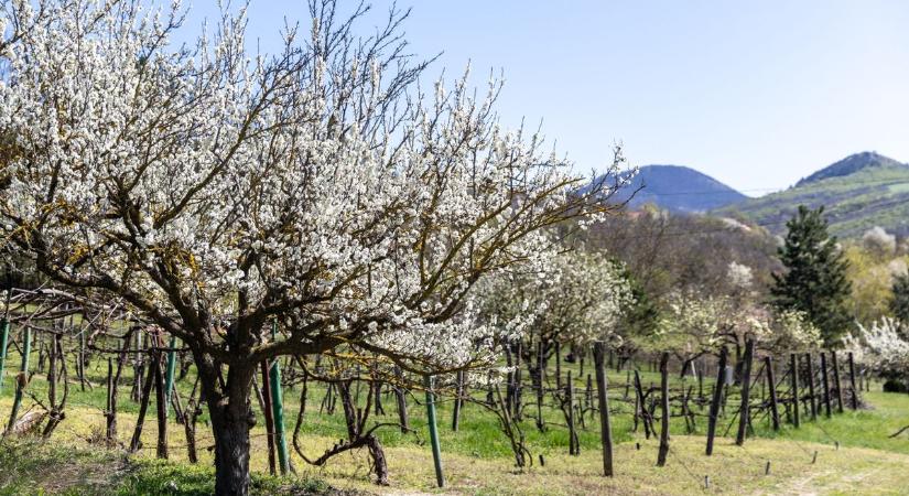 Melegszik az idő, de az esernyő még jól jöhet, így alakul a következő nap