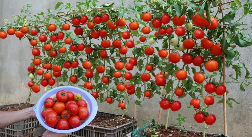 Megdupláztam meg a paradicsomtermésem ezzel az egyszerű módszerrel!
