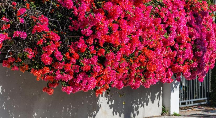 A muskátli már nem trendi többé: egy mediterrán csodanövény veszi át a helyét, a magyarok már elkezdték felvásárolni