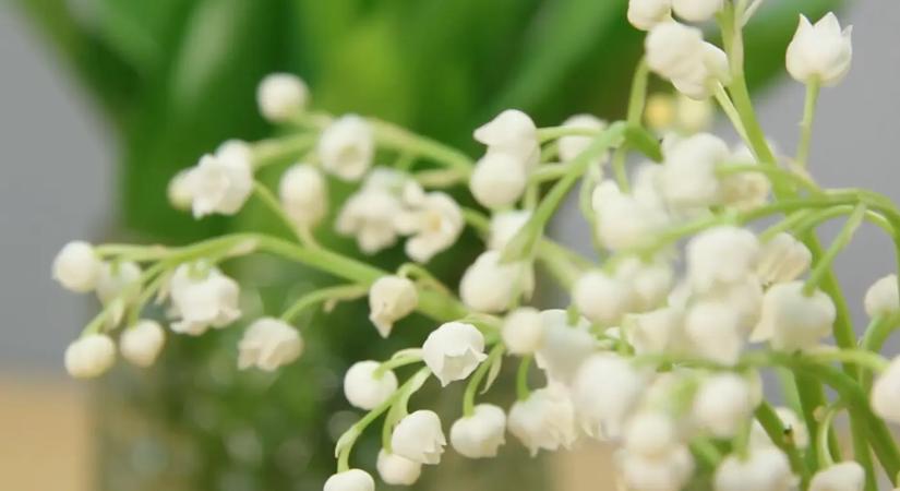 6 gyönyörű kerti évelő, amikről csak kevesen tudják, hogy mérgező