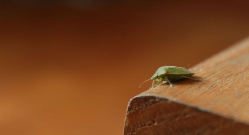 Jönnek a poloskák – most kell lépni, különben ellepik a lakást