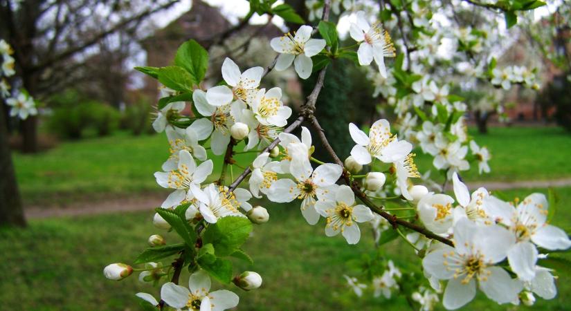 Ezért nem terem a fa - és mit tehetsz ellene