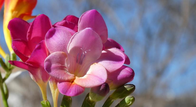 Frézia a kertben: ezt igényli a virág tavasszal, ha nem cserépben tartja