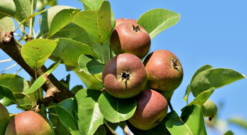 Miért bizonyulnak ellenállónak a régi gyümölcs tájfajták a klímaváltozással szemben?