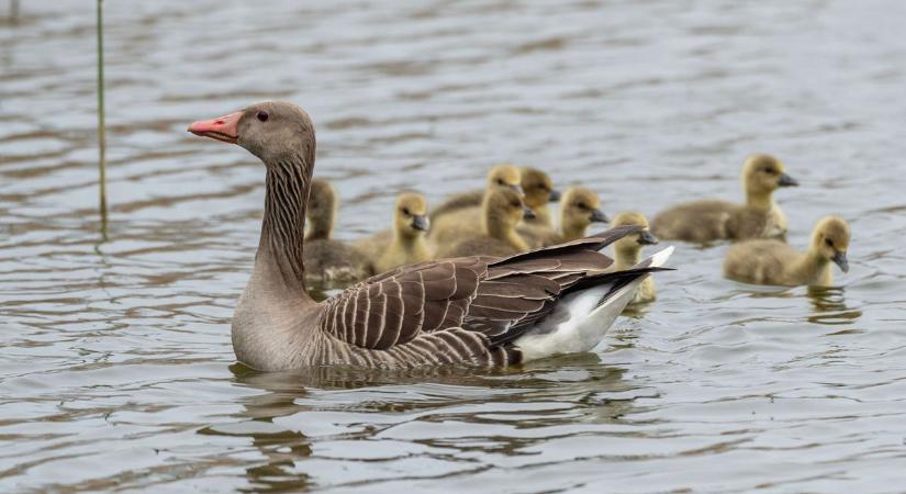 Libacsalád hódította meg a Sóstót– ilyen cuki jelenetet ritkán látni! (galéria, videó)