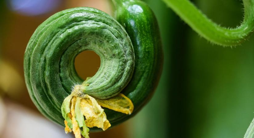 Ezért nem nő az uborka - a hiba sokszor rejtett