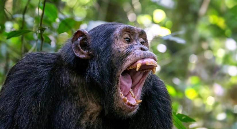 Kitört a polgárháború a csimpánzok között
