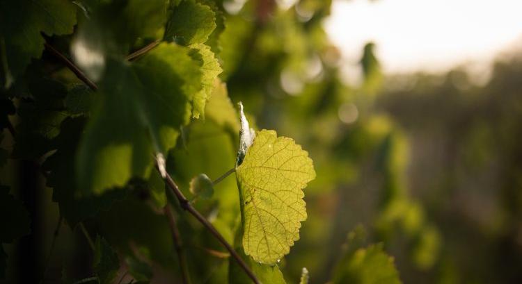 Piwi-forradalom a szőlőkben