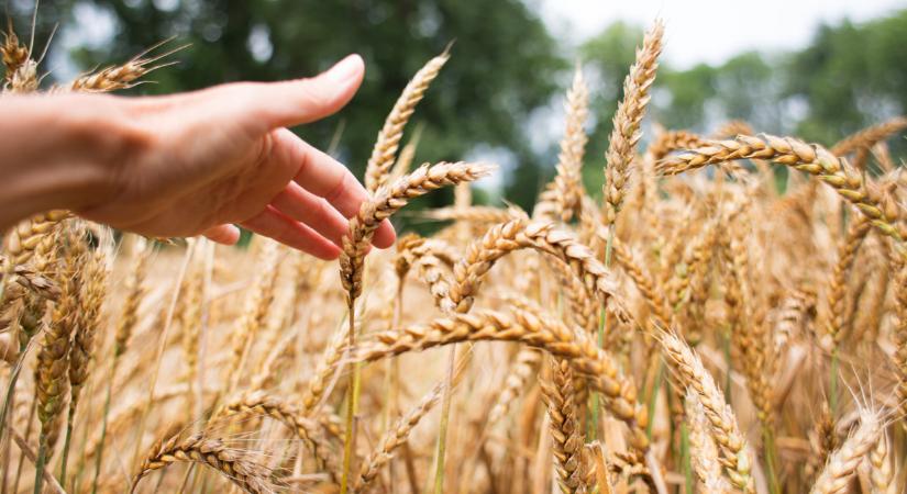 Kijöttek a friss adatok: keményen visszaesett a búza, kukorica ára itthon