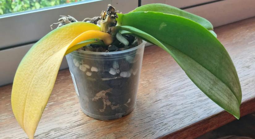 Toronymagasan a legjobb vitaminkeverék az elsárgult orchideáknak, Magyarországon mégsem ismert