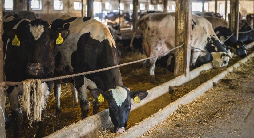 Megkezdődött az agrártámogatások igénylése