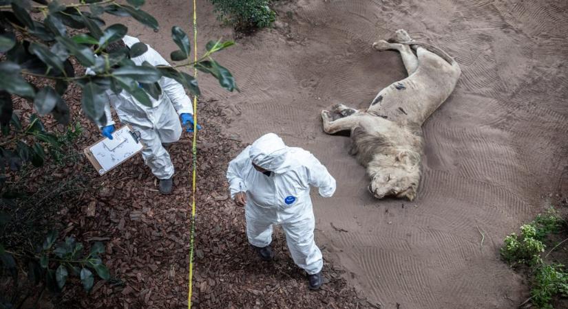 Sosem látott méretet öltött az oroszlánok orvvadászata