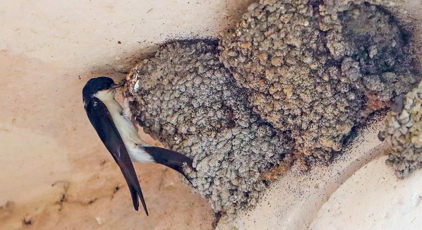 Sárgyűjtőhelyek létrehozásával is segíthetjük a védett fecskék fészekrakását