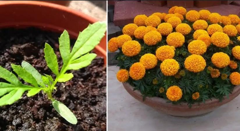 Ezt a trükköt használja a szomszéd, ezért virágzik nála egész nyáron a büdöske