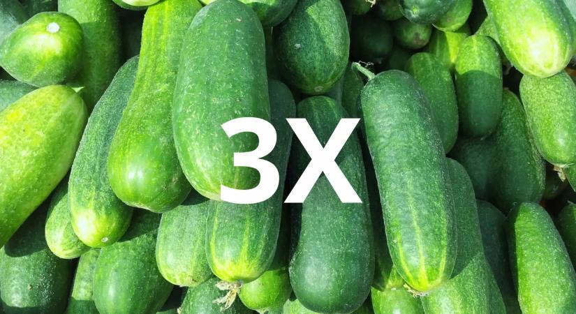 Íme a titkos keverék, amitől fürtökben lóg majd az uborka a kertedben