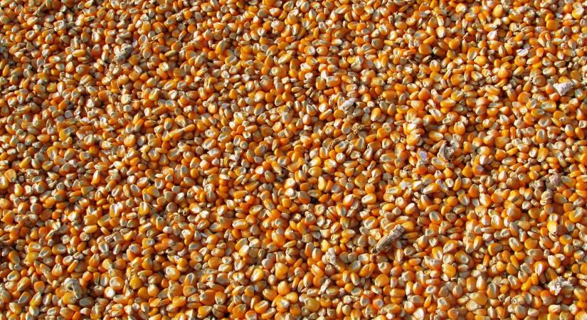 Vegyesen alakult a nemzetközi piacokon a takarmánykukorica ára