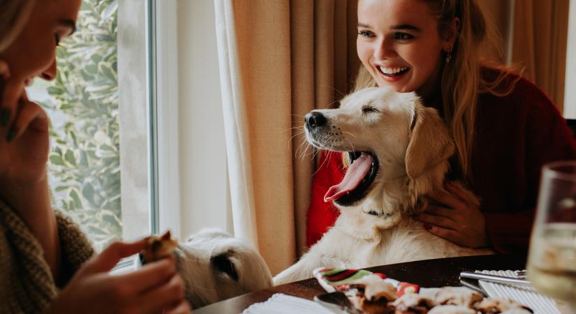 Félreértett kutyanyelv: mit jelent valójában az ásítás?