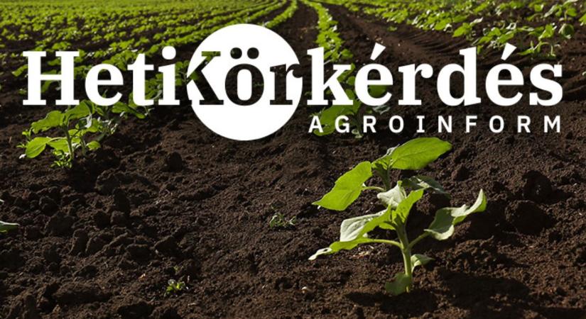 Melyek a sikeres alapgyomirtás feltételei napraforgóban? – Heti Körkérdés