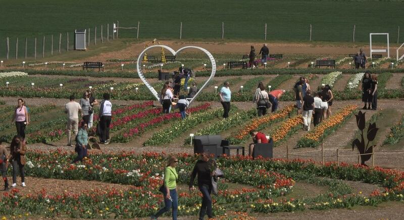 Nyílnak a somogyi tulipánok